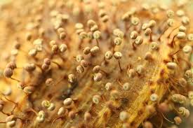 Attēlu rezultāti vaicājumam “Physarum flavicomum”