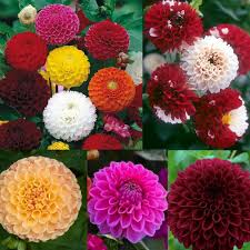 Image result for Dahlia x pinnata `Pompon Lilliput`