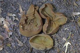 Attēlu rezultāti vaicājumam “Peziza badia”