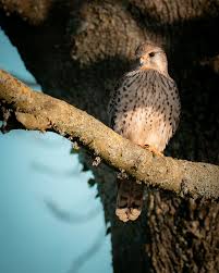 Attēlu rezultāti vaicājumam “Falco tinnunculus”