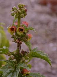 Attēlu rezultāti vaicājumam “Scrophularia umbrosa flower”