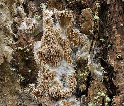 Attēlu rezultāti vaicājumam “Hydnocristella himantia”