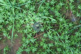 Attēlu rezultāti vaicājumam “Callitriche cophocarpa leaf”