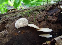 Attēlu rezultāti vaicājumam “Crepidotus applanatus”