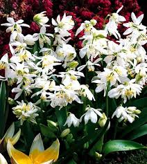 Attēlu rezultāti vaicājumam “Scilla siberica”