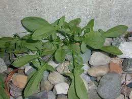 Attēlu rezultāti vaicājumam “Rumex acetosa leaf”