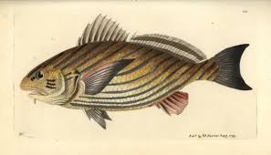 Image result for Umbrina cirrosa