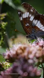 Attēlu rezultāti vaicājumam “Limenitis camilla”
