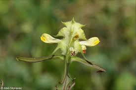 Attēlu rezultāti vaicājumam “Melampyrum cristatum leaf”