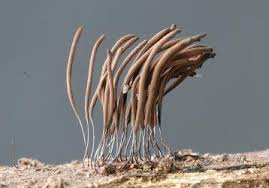 Attēlu rezultāti vaicājumam “Stemonitis fusca stalked”