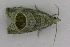 Attēlu rezultāti vaicājumam “Notocelia uddmanniana”