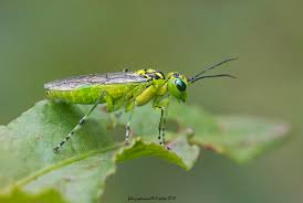 Attēlu rezultāti vaicājumam “Rhogogaster viridis”