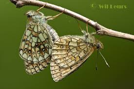 Attēlu rezultāti vaicājumam “Boloria eunomia underside”