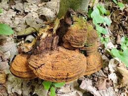 Attēlu rezultāti vaicājumam “Phellinus populicola”