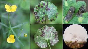 Attēlu rezultāti vaicājumam “Ranunculus auricomus leaf”