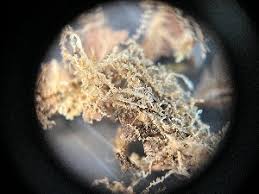 Attēlu rezultāti vaicājumam “Lophocolea minor”