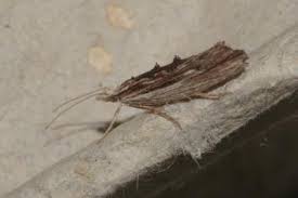 Attēlu rezultāti vaicājumam “Ypsolopha scabrella”