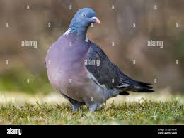 Attēlu rezultāti vaicājumam “Columba palumbus adult”