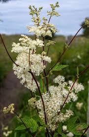 Attēlu rezultāti vaicājumam “Filipendula ulmaria  flower”