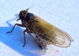 Attēlu rezultāti vaicājumam “Javesella pellucida”