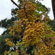Attēlu rezultāti vaicājumam “Sorbus aucuparia fruit”