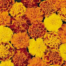 Attēlu rezultāti vaicājumam “Tagetes”