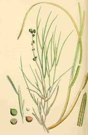 Attēlu rezultāti vaicājumam “Stuckenia pectinata leaf”