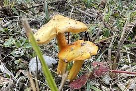 Attēlu rezultāti vaicājumam “Hygrocybe acutoconica”