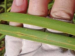 Attēlu rezultāti vaicājumam “Typha angustifolia  leaf”