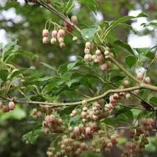 Attēlu rezultāti vaicājumam “Enkianthus campanulatus flower”