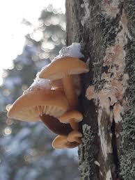 Attēlu rezultāti vaicājumam “Diderma cingulatum”