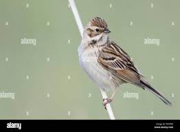 Image result for Emberiza pallasi