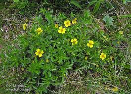 Attēlu rezultāti vaicājumam “Potentilla erecta leaf”