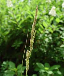 Attēlu rezultāti vaicājumam “Calamagrostis stricta”
