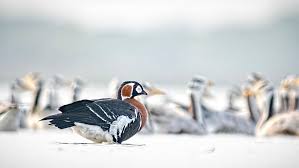 Attēlu rezultāti vaicājumam “Branta ruficollis adult”