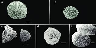 Attēlu rezultāti vaicājumam “Isoetes lacustris”