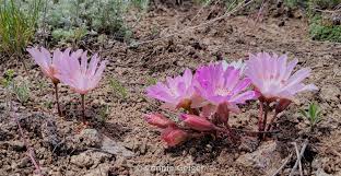 Attēlu rezultāti vaicājumam “Libanotis montana flower”