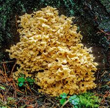 Attēlu rezultāti vaicājumam “Sparassis crispa”