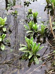 Attēlu rezultāti vaicājumam “Rumex aquaticus leaf”