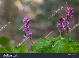 Attēlu rezultāti vaicājumam “Corydalis cava flower”