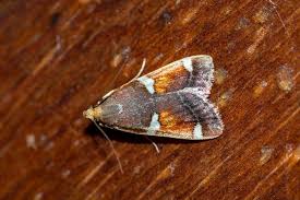 Attēlu rezultāti vaicājumam “Pyralis regalis”