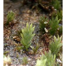 Attēlu rezultāti vaicājumam “Fissidens gracilifolius”