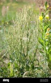 Attēlu rezultāti vaicājumam “Rumex thyrsiflorus”