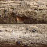 Attēlu rezultāti vaicājumam “Bacidia subincompta”