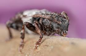 Attēlu rezultāti vaicājumam “Pogonocherus hispidulus”