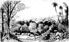 Attēlu rezultāti vaicājumam “Cribraria intricata young”