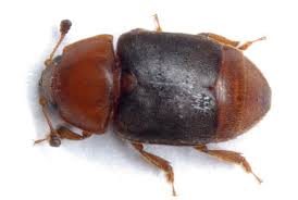 Attēlu rezultāti vaicājumam “Nitidulidae”