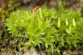 Attēlu rezultāti vaicājumam “Orthotrichum pumilum sporophyte”