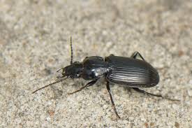 Attēlu rezultāti vaicājumam “Pterostichus melanarius”