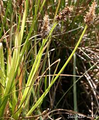Attēlu rezultāti vaicājumam “Carex caryophyllea fruit”